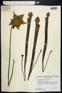 Sarracenia alata image