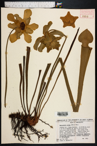 Sarracenia alata image