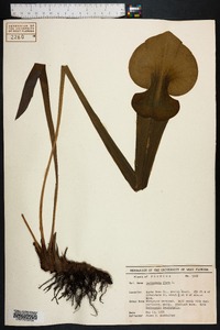 Sarracenia flava image