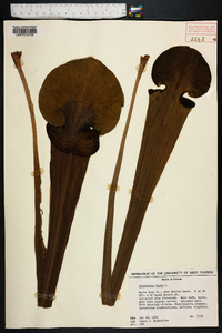 Sarracenia flava image