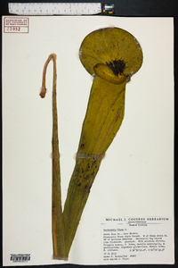 Sarracenia flava image