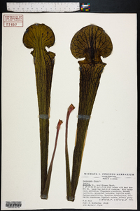 Sarracenia flava image