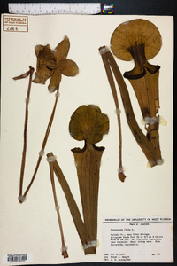 Sarracenia flava image