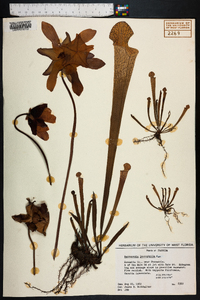 Sarracenia leucophylla image