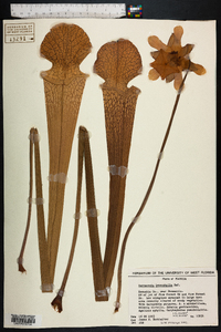 Sarracenia leucophylla image