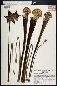 Sarracenia leucophylla image