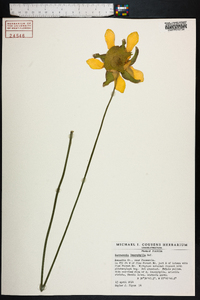 Sarracenia leucophylla image