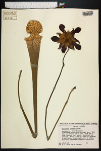 Sarracenia leucophylla image