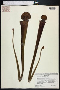 Sarracenia leucophylla image