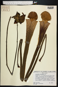 Sarracenia leucophylla image