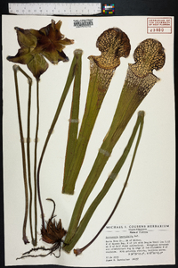 Sarracenia leucophylla image