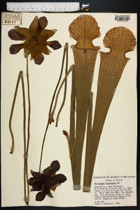 Sarracenia leucophylla image