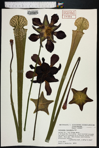 Sarracenia leucophylla image