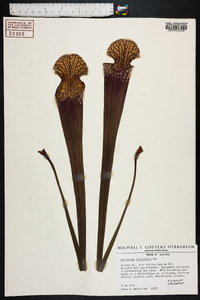 Sarracenia leucophylla image