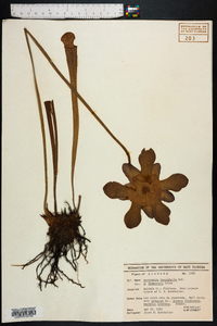 Sarracenia leucophylla image