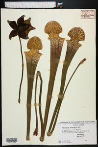 Sarracenia leucophylla image