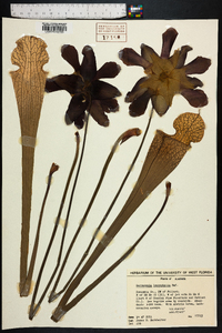 Sarracenia leucophylla image