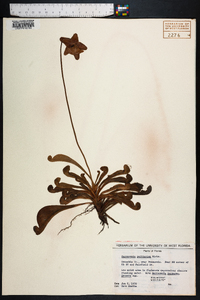 Sarracenia psittacina image