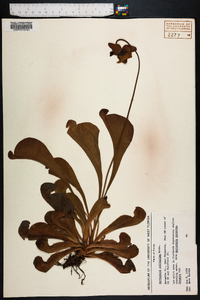 Sarracenia psittacina image