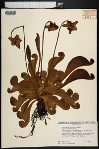 Sarracenia psittacina image