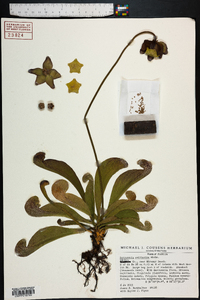 Sarracenia psittacina image