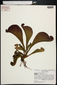 Sarracenia psittacina image