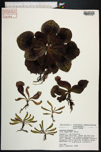 Sarracenia purpurea image