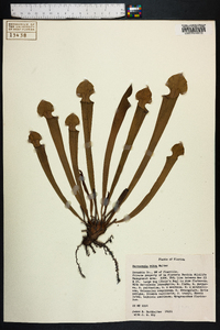 Sarracenia rubra image