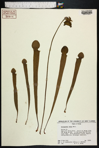 Sarracenia rubra image