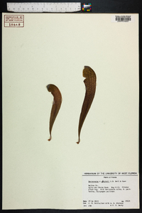 Image of Sarracenia x gilpinii