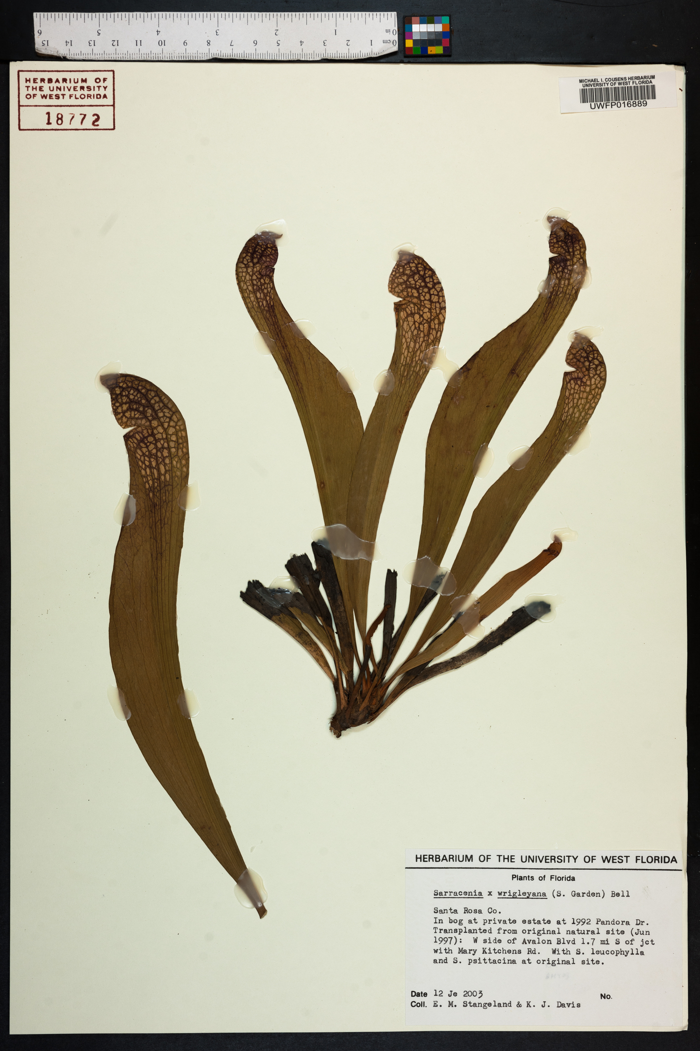 Sarracenia x wrigleyana image