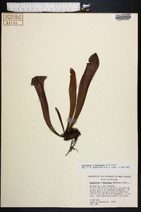 Sarracenia x wrigleyana image
