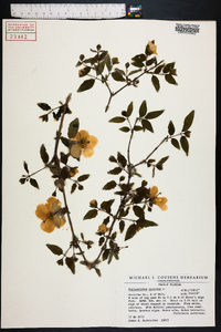 Philadelphus inodorus image