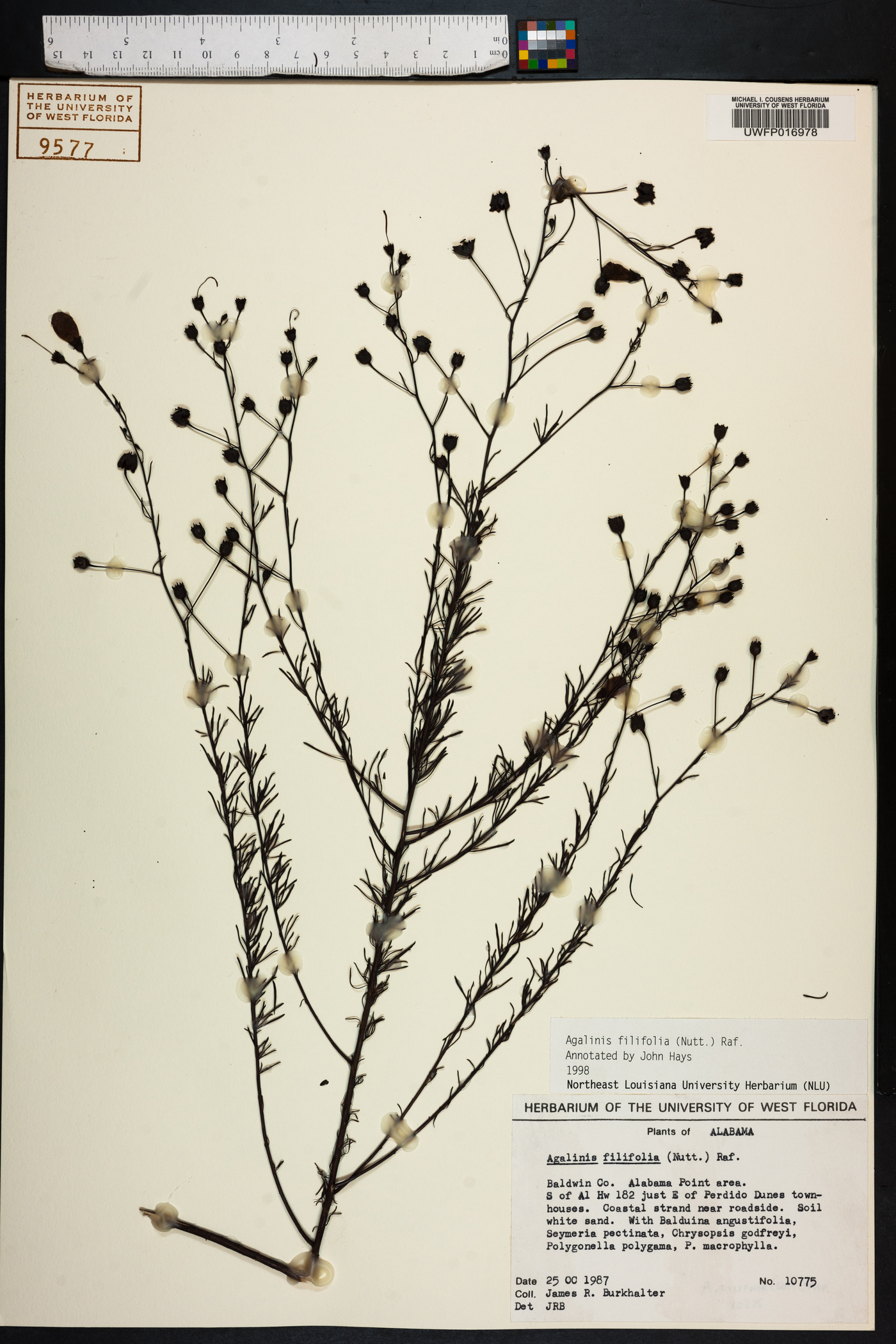 Agalinis filifolia image