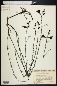 Agalinis linifolia image