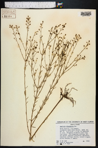 Agalinis obtusifolia image