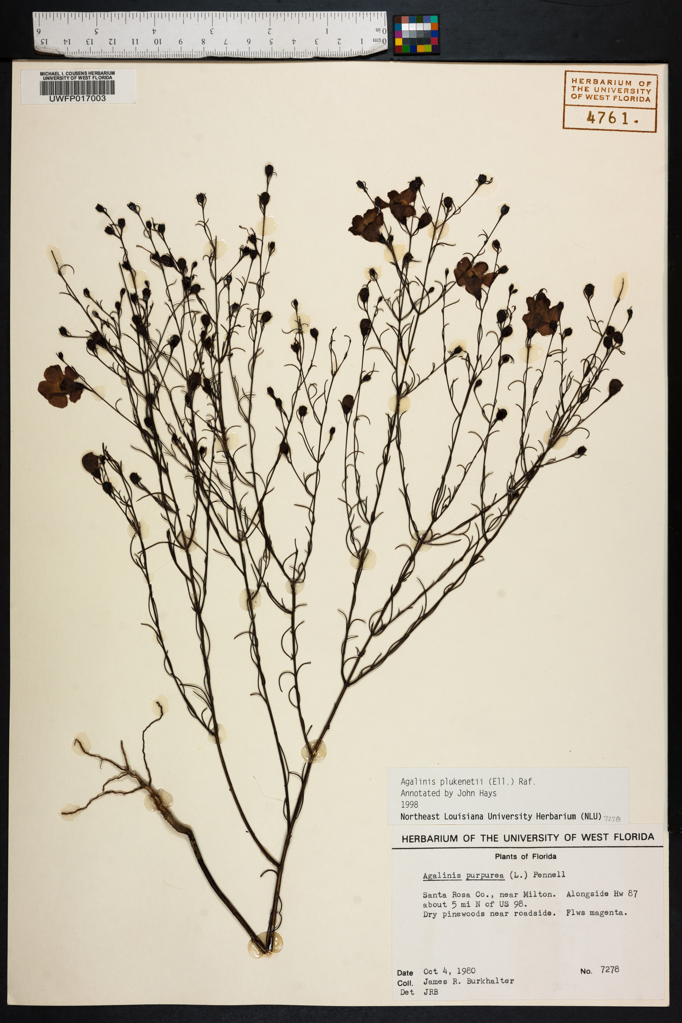 Agalinis plukenetii image