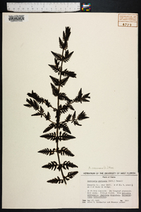 Aureolaria pedicularia image