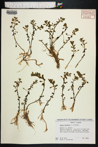 Bacopa monnieri image