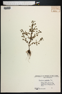 Gratiola neglecta image