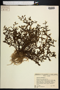 Gratiola virginiana image