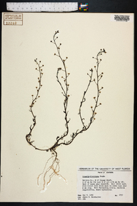 Linaria floridana image