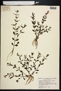 Lindernia dubia var. anagallidea image