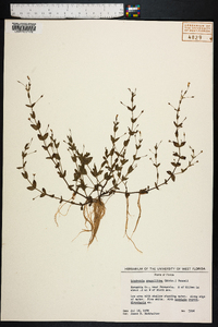 Lindernia dubia var. anagallidea image