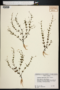 Lindernia dubia var. anagallidea image