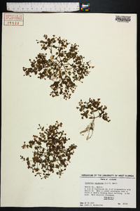 Lindernia crustacea image