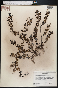 Mecardonia procumbens image