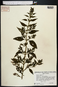 Mimulus alatus image