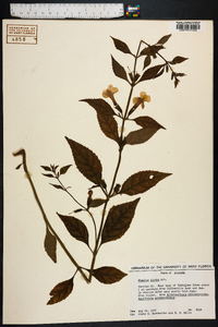 Mimulus alatus image