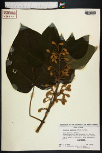 Paulownia tomentosa image